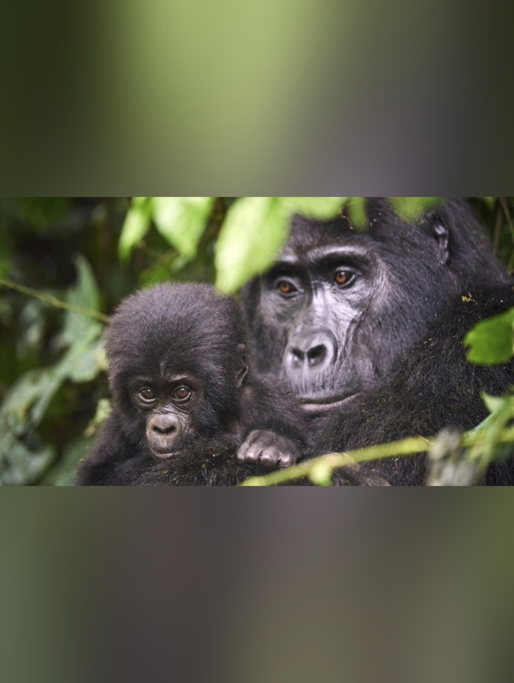 Custom Fridge Magnet Gorilla Mother and Baby